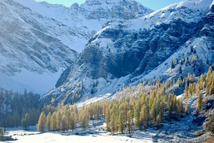 雪山松林美景