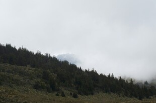 云雾缭绕的山林美景