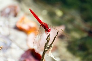 红蜻蜓立于草尖