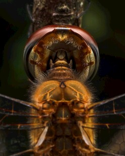 微距下的昆虫特写