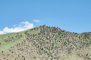 绿意盎然的山丘景色