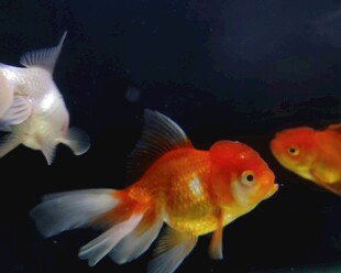 灵动金鱼水中游