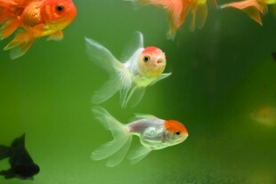 灵动金鱼水中游