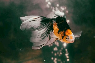 金鱼水中灵动瞬间
