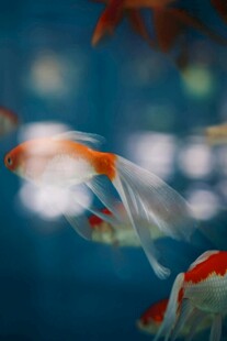 灵动金鱼水中游