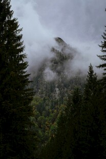 云雾缭绕的茂密森林