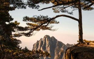 山间劲松伴壮丽峰景