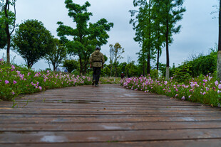 木栈道漫步于繁花绿树间