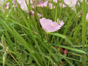 月见草
