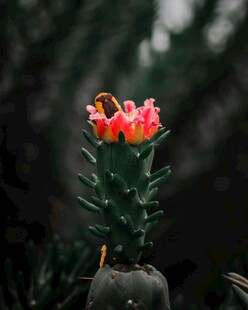 绽放的仙人掌花朵