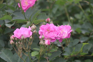 野蔷薇