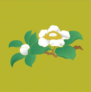 枝头绽放的白色花朵