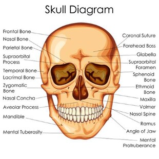 人类头骨解剖示意图