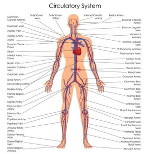 人体循环系统解剖示意图