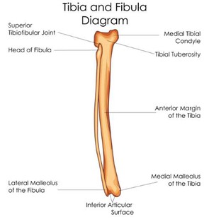 桡骨和尺骨解剖图