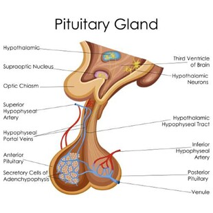 垂体解剖结构示意图