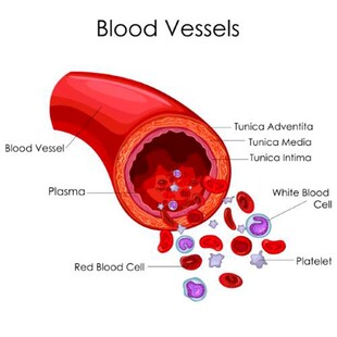 血管结构与血细胞展示