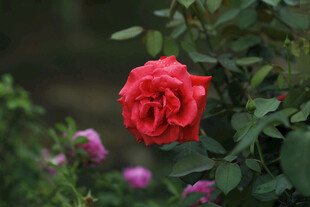玫瑰花