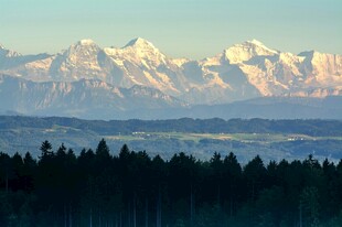 雪山下的森林壮丽景观