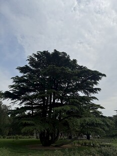 孤树挺立在开阔草地