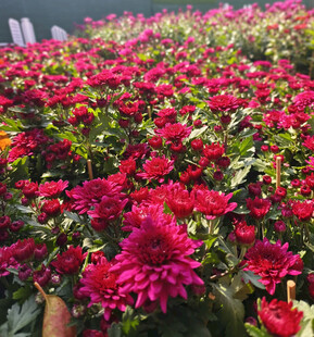 红菊