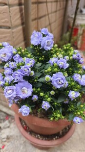 紫花