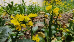 油菜花