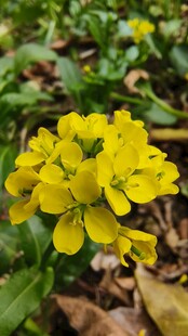 油菜花