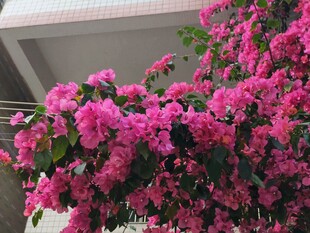 叶子花