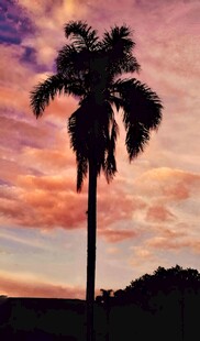 夕阳下的孤独棕榈树