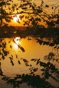 夕阳下湖畔枝叶剪影