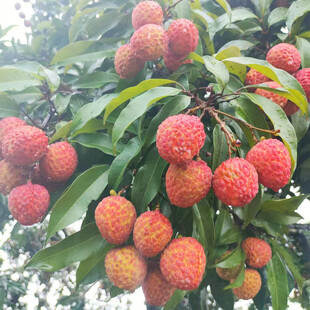 枝头挂满诱人荔枝