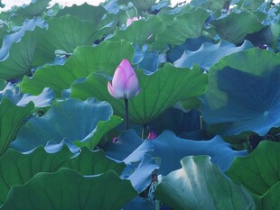 荷花