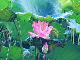 荷花