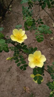 黄刺玫