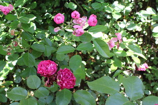 月季花  