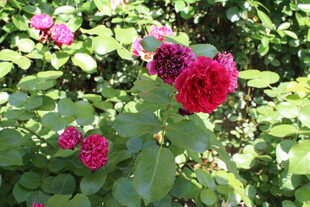 月季花  