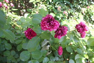 月季花  
