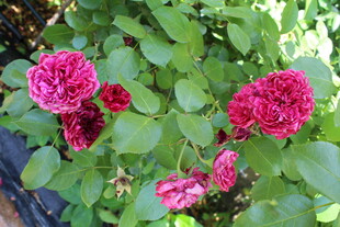月季花 