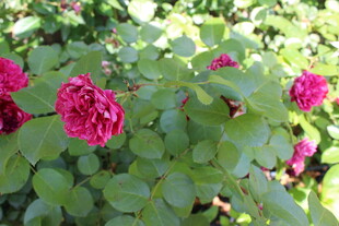 月季花 