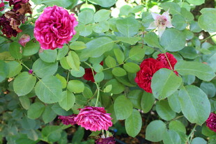 月季花 