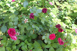 月季花 