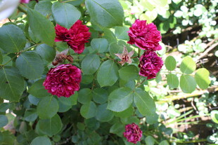 月季花  