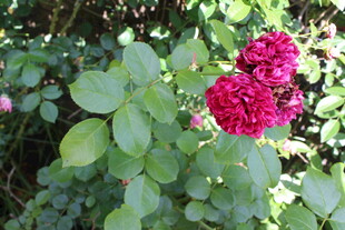 月季花 