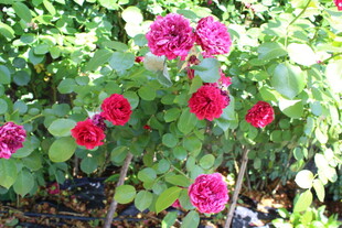 月季花 