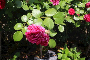 月季花 