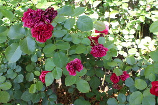 月季花  