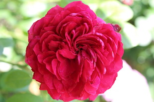月季花 