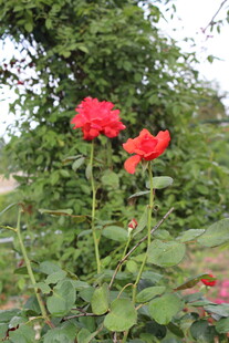 月季花  