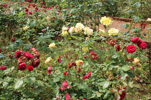 月季花  
